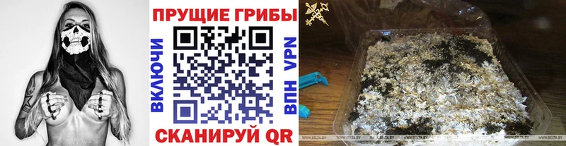 Псилоцибиновые грибы Psilocybe  цена   blacksprut ССЫЛКА  Железноводск 